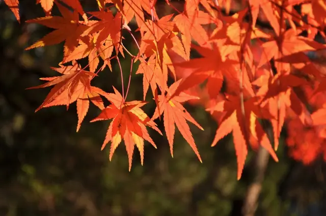 The event schedule of autumn – foliage in Kyoto