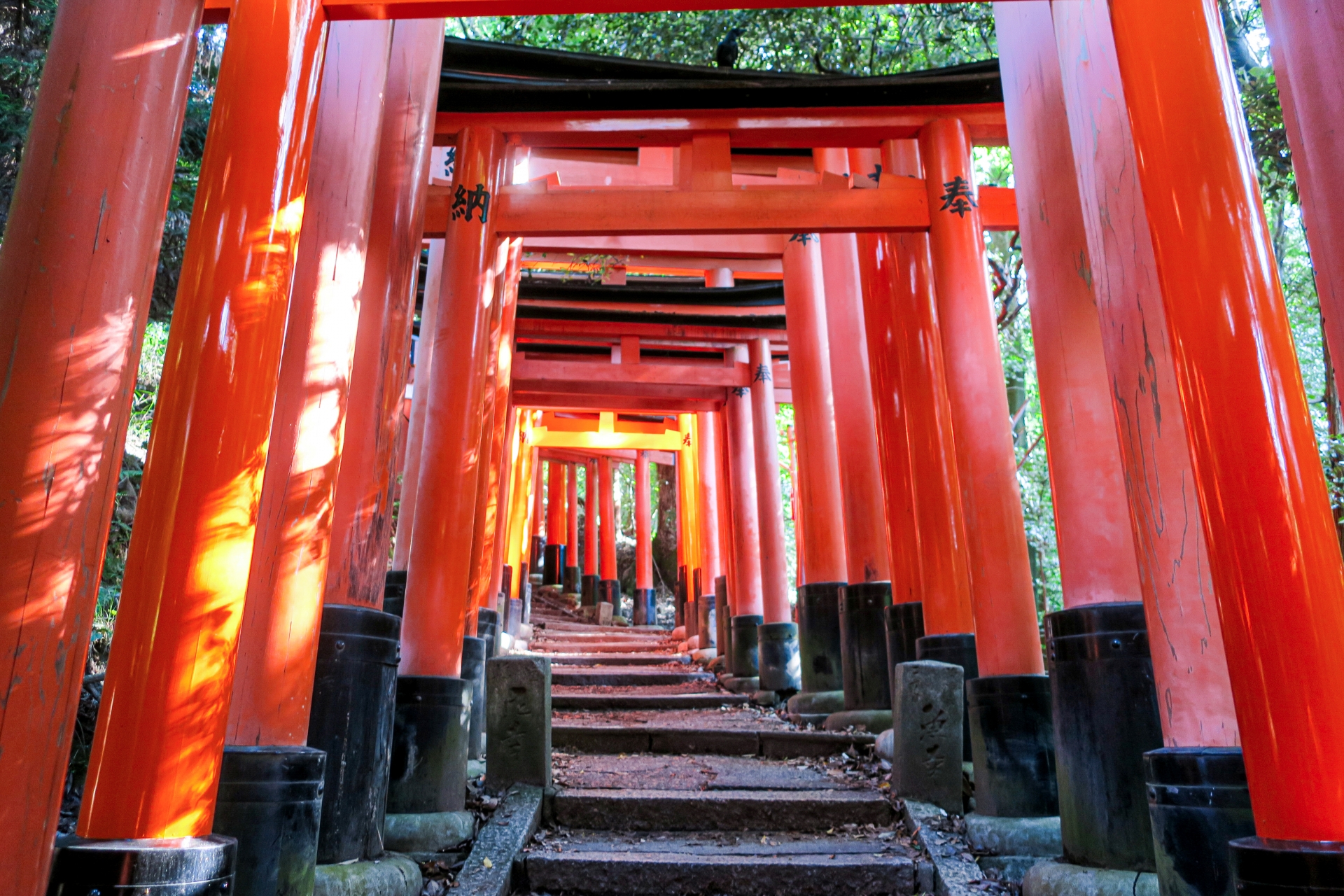 Explore Fushimi Inari-Taisha Shrine