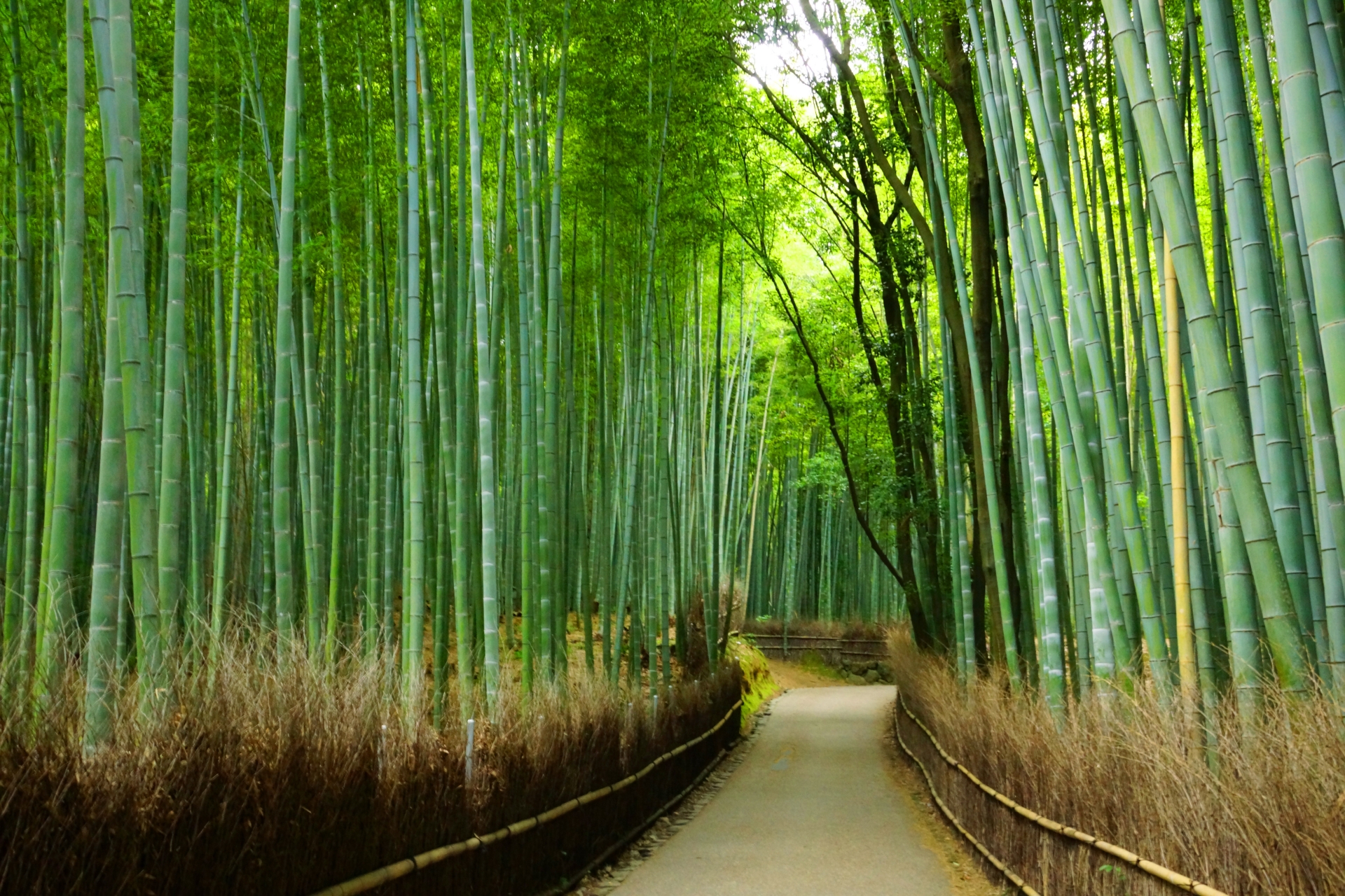 Embark on an Adventure: Trekking through Kyoto’s Bamboo Forests and Hidden Spots